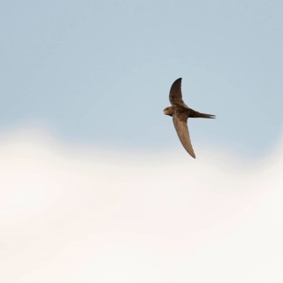 Acrobats of the air... Swift (Apus apus) in flight, stays in the air for about ten months almost