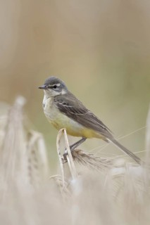 In (almost) ripe grain... Yellow wagtail (Motacilla flava), meadow wagtail, female, particularly