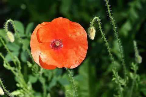 Red poppy (Papaver rhoeas), red flower in a natural garden, Wilnsdorf, North Rhine-Westphalia,