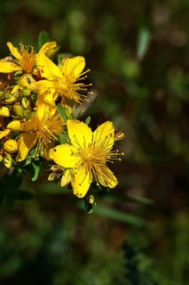 Common St John's wort (Hypericum perforatum), spotted St John's wort or common St John's wort