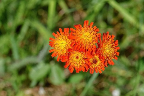 Orange hawkweed, orange-red hawkweed (Hieracium aurantiacum), flower on a rough meadow, close-up,