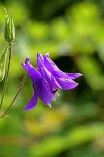 Columbine (Aquilegia vulgaris), blue flower in the garden, Wilnsdorf, North Rhine-Westphalia,