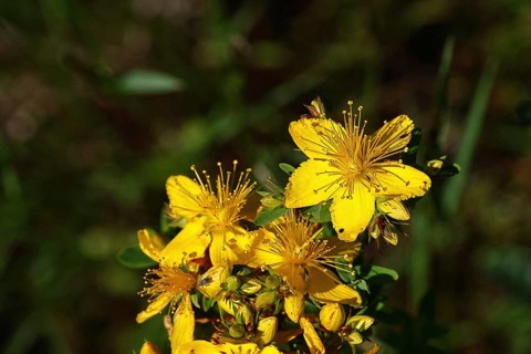 Common St John's wort (Hypericum perforatum), spotted St John's wort or common St John's wort