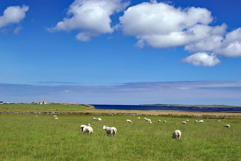 Sheep grazing in a pasture with a view of the sea and blue sky, Pierowal, Westray, Orkney Islands,