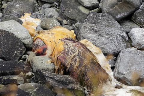 Decaying carcass surrounded by stones on the beach, dead whale, Pierowal, Westray, Orkney Islands,