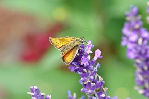 Large skipper (Ochlodes venatus), collecting nectar from a flower of Common lavender (Lavandula