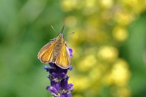 Large skipper (Ochlodes venatus), collecting nectar from a flower of Common lavender (Lavandula