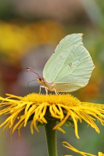 Lemon butterfly (Gonepteryx rhamny) on a yellow flower of a Great Telekie (Telekia speciosa),