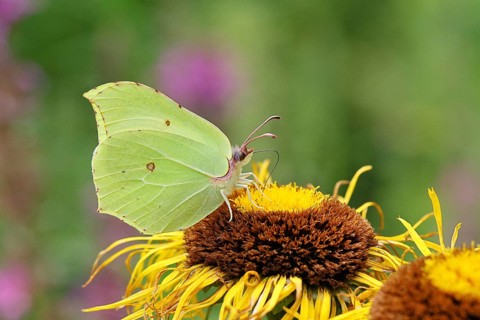 Lemon butterfly (Gonepteryx rhamny) on a yellow flower of a Great Telekie (Telekia speciosa),