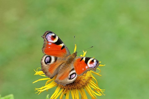 Peacock butterfly (Aglais io), on a yellow flower of a Great Telekie (Telekia speciosa), Wilnsdorf,