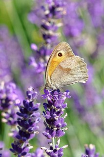 Meadow Brown (Maniola jurtina), on a lavender flower (Lavandula angustifolia), macro photograph,