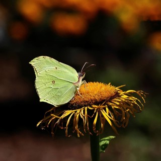Lemon butterfly (Gonepteryx rhamny) on a yellow flower of a Great Telekie (Telekia speciosa), dark