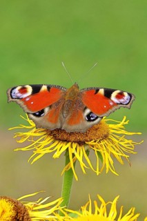 Peacock butterfly (Aglais io), on a yellow flower of a Great Telekie (Telekia speciosa), Wilnsdorf,