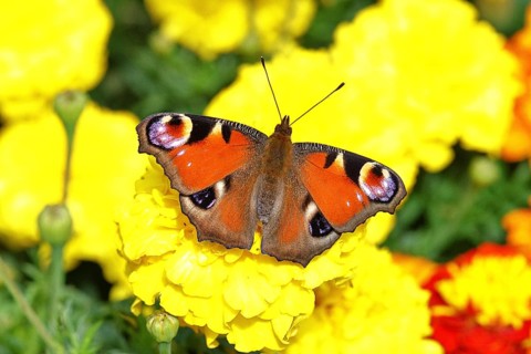 Peacock butterfly (Aglais io), on Tagetes erecta, Wilnsdorf, North Rhine-Westphalia, Germany