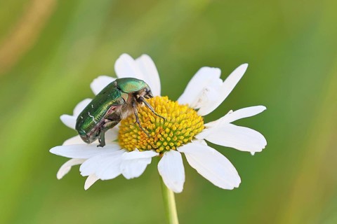 Rose chafer (Cetonia aurata), on a flower of a daisy (Leucanthemum vulgare) in a meadow, close-up,