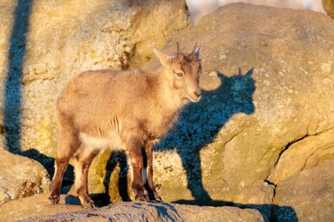 A female ibex (Capra ibex) stands on a rock in the warm evening light. Her shadow can be seen on