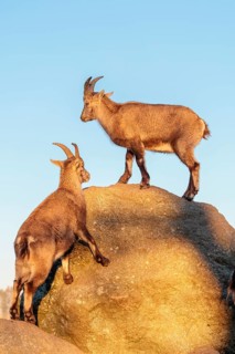 Two female ibex (Capra ibex) stand on a rock in the warm evening light. A blue sky can be seen in