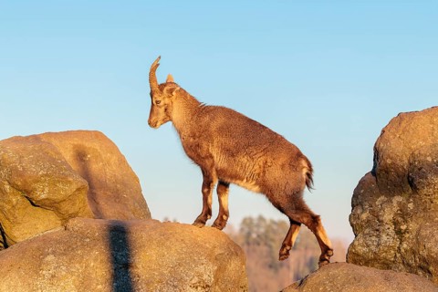 A female ibex (Capra ibex) walks over rocks in the warm evening light. A blue sky can be seen in