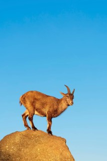 A female ibex (Capra ibex) stands on a rock in the warm evening light. A blue sky can be seen in