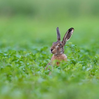 Hello, who is this... European hare (Lepus europaeus), hare sits in a field, on a field, looks