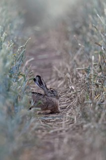 Quite cosy... European hare (Lepus europaeus), hare resting well hidden in a lane in a wheat field,
