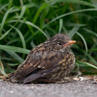 Nestling... Dunnock (Prunella modularis), not yet fledged chick, helpless looking young bird at the