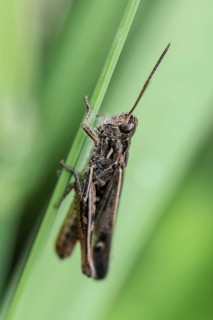 Common Field Grasshopper (Chortippus brunneus), Emsland, Lower Saxony, Germany