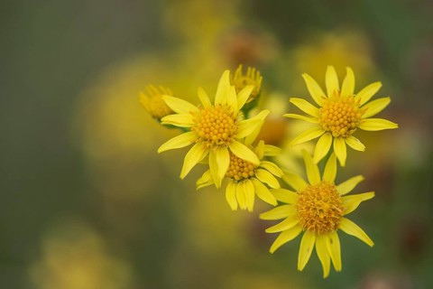 St James' ragwort (Jacobaea vulgaris), Emsland, Lower Saxony, Germany