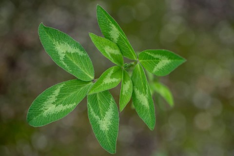 Red clover (Trifolium pratense), leaves, Emsland, Lower Saxony, Germany