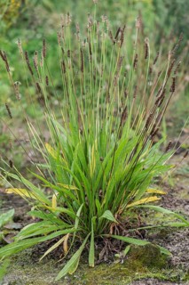 Ribwort plantain (Plantago lanceolata), Emsland, Lower Saxony, Germany