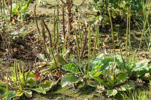 Broadleaf plantain (Plantago major), Emsland, Lower Saxony, Germany