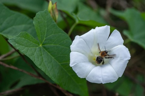 Fence bindweed (Calystegia sepium) with meadow bumblebee (Bombus pratorum), Emsland, Lower Saxony,