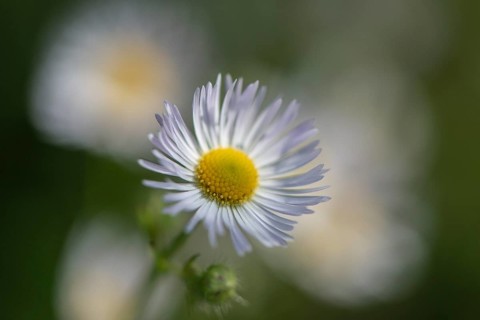 Annual fireweed (Erigeron annuus), Emsland, Lower Saxony, Germany