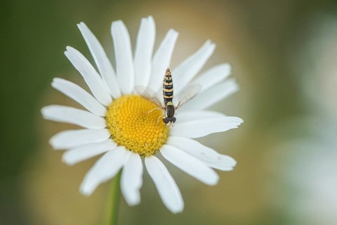 Annual fireweed (Erigeron annuus) with hoverfly, Emsland, Lower Saxony, Germany
