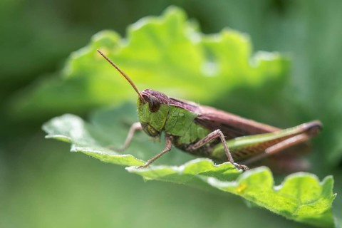 Common Green Grasshopper (Omocestus viridulus), Emsland, Lower Saxony, Germany