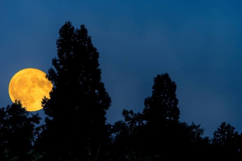 The full moon shines out from behind dark treetops in the night sky, Baden-Württemberg, Germany