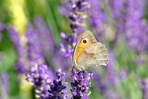 Meadow Brown (Maniola jurtina), on a lavender flower (Lavandula angustifolia), macro photograph,