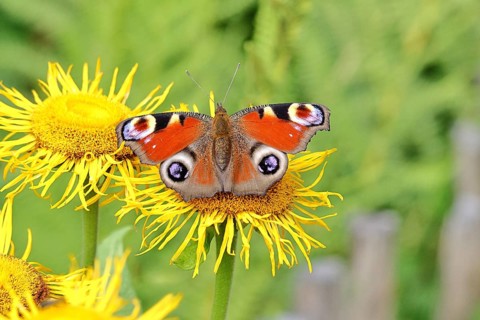 Peacock butterfly (Aglais io), on a yellow flower of a Great Telekie (Telekia speciosa), Wilnsdorf,