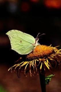 Lemon butterfly (Gonepteryx rhamny) on a yellow flower of a Great Telekie (Telekia speciosa), dark