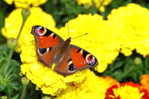 Peacock butterfly (Aglais io), on Tagetes erecta, Wilnsdorf, North Rhine-Westphalia, Germany