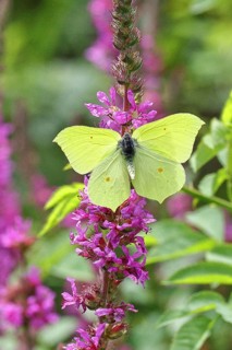 Lemon butterfly (Gonepteryx rhamni) with open wings on purple loosestrife (Lythrum salicaria),