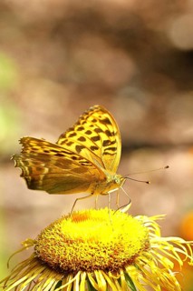 Emperor Cloak (Argynnis paphia), on a yellow flower of a Great Telekie (Telekia speciosa), macro