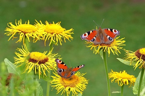 Peacock butterfly (Aglais io), two butterflies on yellow flowers of a Great Telekie (Telekia
