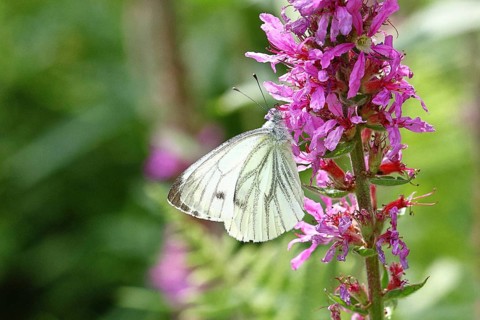 A Cabbage butterfly (Pieris brassicae) sucking nectar on the flower of the purple loosestrife