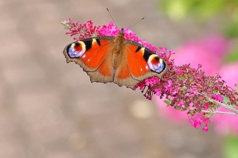 Peacock butterfly (Inachis io) sucking nectar on butterfly bush (Buddleja davidii), in a natural