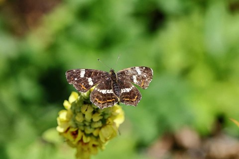 Land carder (Araschnia levana), summer generation, open wings, on a dark mullein (Verbascum
