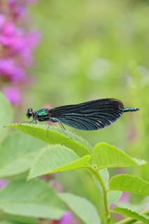 Blue-winged damselfly (Calopteryx virgo), male, on a leaf at a garden pond, close-up, Wilnsdorf,