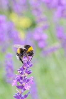 Ground bumblebee (Bombus terrestris), on a lavender flower (Lavandula angustifolia), macro
