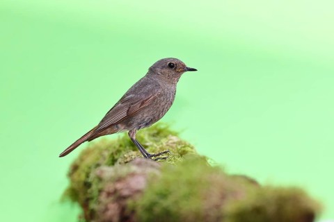 Black redstart (Phoenicurus ochruros), on a moss-covered tree stump in a garden, Wilnsdorf, North