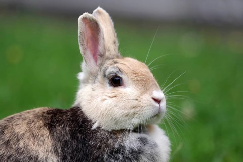 Rabbit (Oryctolagus cuniculus), portrait, grass, cute, Germany, Lateral portrait of a brown